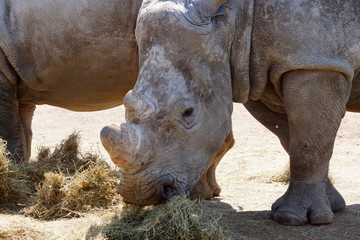foin et rhinocéros