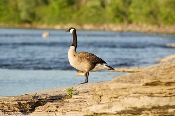 Beautiful Canada Geese on the rock near the river