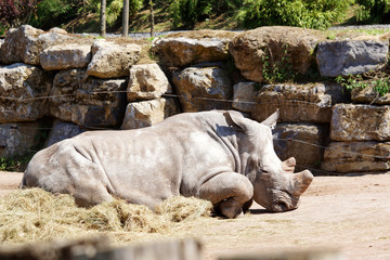 rhinocéros blanc dormant