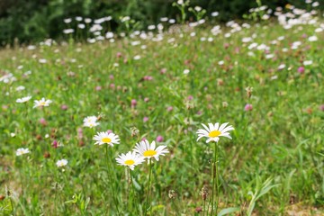 Summer field of daisies and wildflowers. White flowers with yellow centers on a hillside with grass and pink clover.