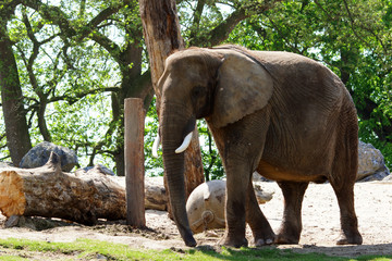 Immense &eacute;l&eacute;phant d'Afrique