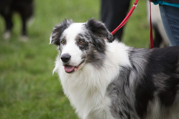 portrait of Border Collie dog on a walk in belgium