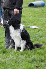 portrait of Border Collie dog on a walk in belgium