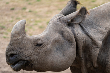 Obraz premium Nosorożec