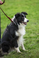 portrait of Border Collie dog on a walk in belgium