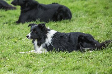 portrait of Border Collie dog on a walk in belgium