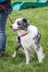 portrait of Border Collie dog on a walk in belgium