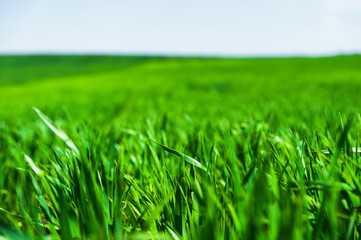 Image of a landscape of a green grass or wheat field and a blue sky with patterns from the clouds. The concept of serenity of ecology and spring