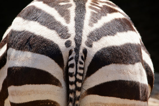 fesse d'un z&egrave;bre