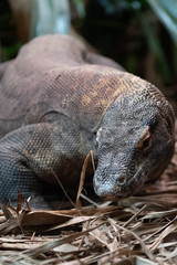 Komodo Dragon