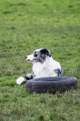 portrait of Border Collie dog on a walk in belgium