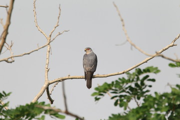 Shikra (Accipiter badius sphenurus ) in Ghana
