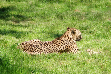 Fototapeta na wymiar guépard allongé dans l'herbe