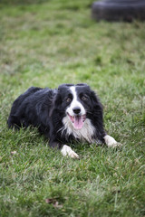 portrait of Border Collie dog on a walk in belgium