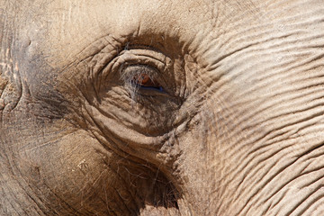 oeil d'un éléphant
