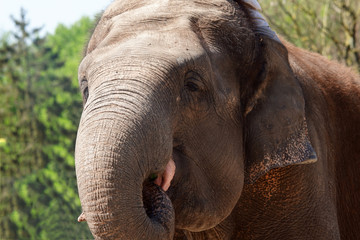 éléphant d'Asie en train de manger