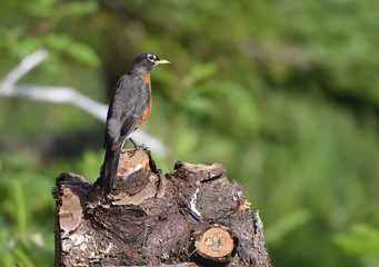 closeup of an American Robin perched on a tree log with a blurred green background