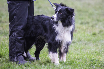 portrait of Border Collie dog on a walk in belgium