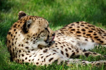 guépard au repos