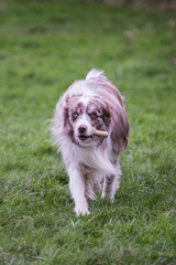 portrait of Border Collie dog on a walk in belgium