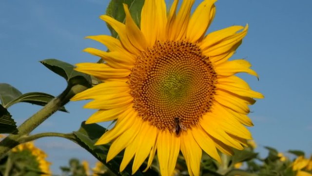 Bee collects pollen on sunflower in summer.