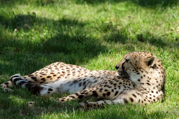 guépard en pleine sieste à l'ombre