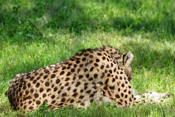 guépard