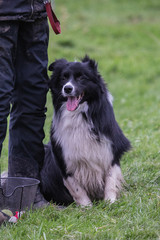 portrait of Border Collie dog on a walk in belgium