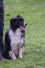 portrait of Border Collie dog on a walk in belgium