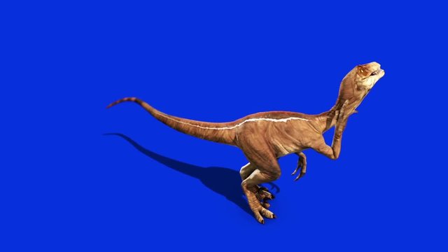 Dinosaurs Velociraptor Looks Around Up Jurassic World Prehistory