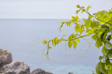 Ivy leafs at Corfu beach