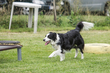 portrait of Border Collie dog on a walk in belgium