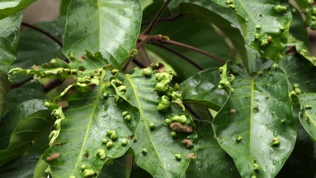 Sentul leaf disease (Aceria sandorici, Nalepa). Insects absorb water in the santol leaves and release toxins.4k