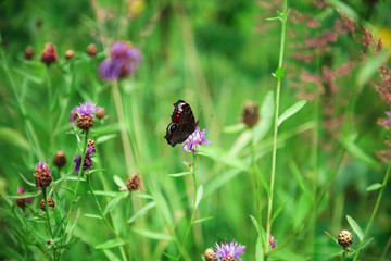 Butterfly on a flower