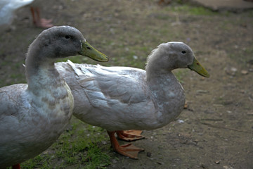 ANIMALS - home ducks