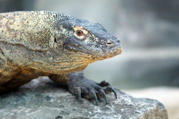 Obraz premium tête d'un Varan de Komodo 