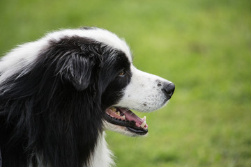 Fototapeta premium portrait of Border Collie dog on a walk in belgium
