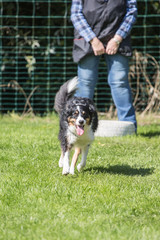 portrait of Border Collie dog on a walk in belgium