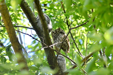 Young Eastern Screech Owls - Owlets