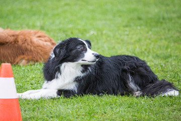 portrait of Border Collie dog on a walk in belgium