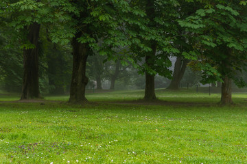 Fototapeta na wymiar Diverse selection of trees and walking path in the morning mist of Toompark in Tallinn, Estonia