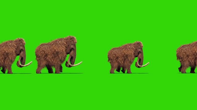 Group Mammoth Real Fur Walks Jurassic Side Green Screen 3D Rendering Animation