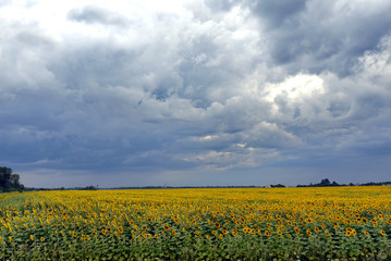 yellow green field of sunflowers under a sky overcast