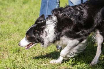 portrait of Border Collie dog on a walk in belgium