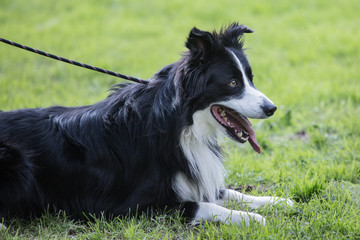 portrait of Border Collie dog on a walk in belgium