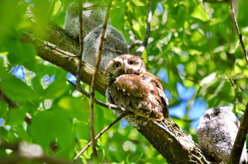 Young Eastern Screech Owls - Owlets with adult