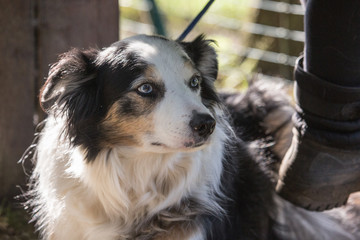 portrait of Border Collie dog on a walk in belgium