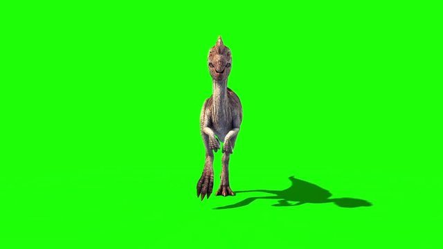 Oviraptor Dinosaurs Run Cycle Front Green Screen Jurassic World 3D Rendering