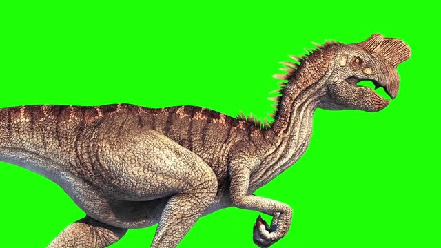 Oviraptor Dinosaurs Run Cycle Close up Green Screen Jurassic World 3D Rendering