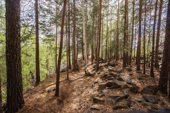 abandoned ore mine shaft slagheap in green forest